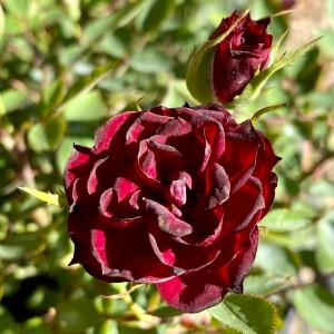 POT BLACK (miniature)